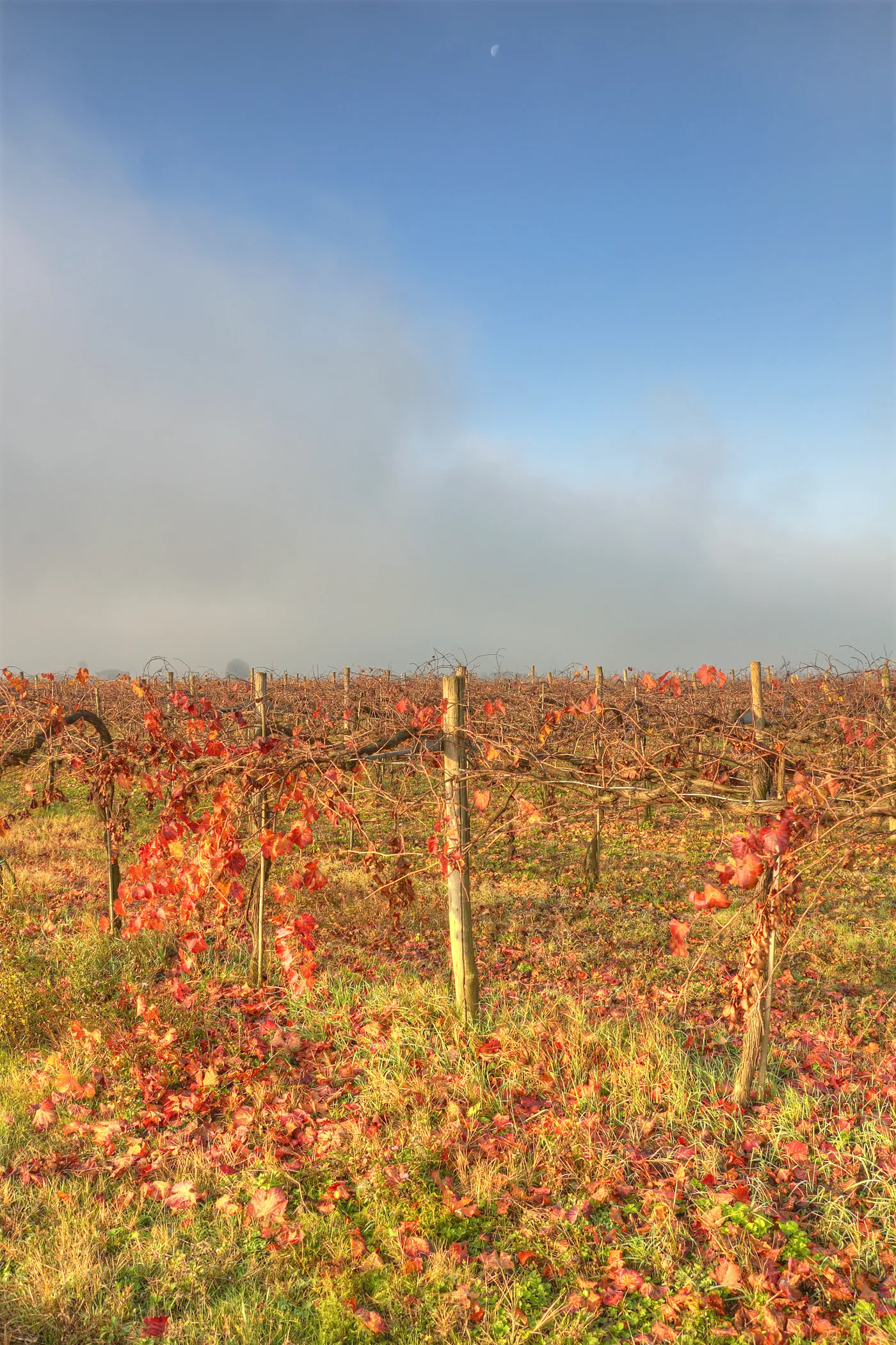 Vigna nella campagna di Nonantola